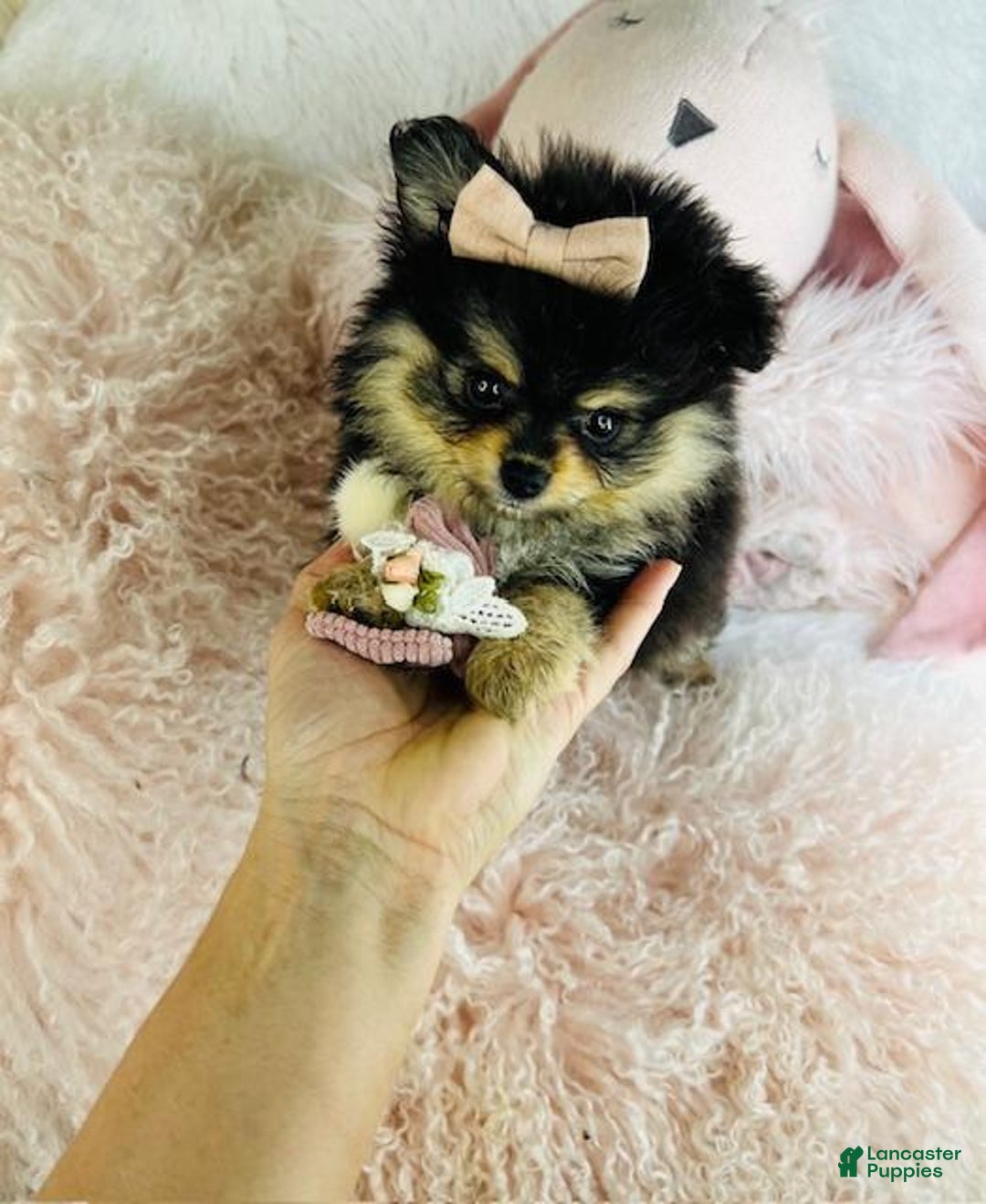 Pomeranian dogs for sale: Pomeranian Puppy 1 - Ad 2