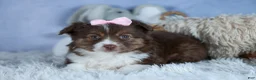 Miniature Australian Shepherd dogs for sale: ELLIE - Ad 23