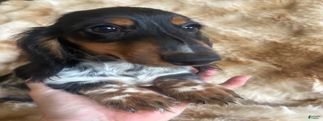 Hunter