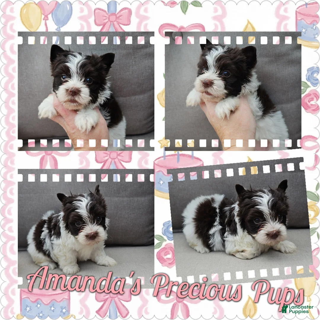 Yorkshire Terrier dogs for sale: Oaklyn - Ad 1