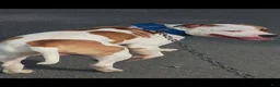 American Pit Bull Terrier dogs for sale: American Pit Bull Terrier 1 - Ad 13