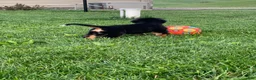 Bernese Mountain Dog dogs for sale: BoBo - Ad 6