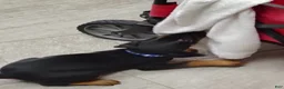 Doberman Pinscher dogs for sale: Doberman Pinscher / Blue - Ad 2
