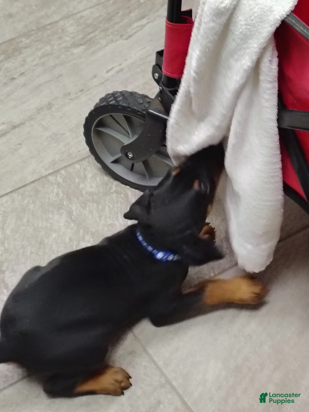 Doberman Pinscher dogs for sale: Doberman Pinscher / Blue - Ad 2