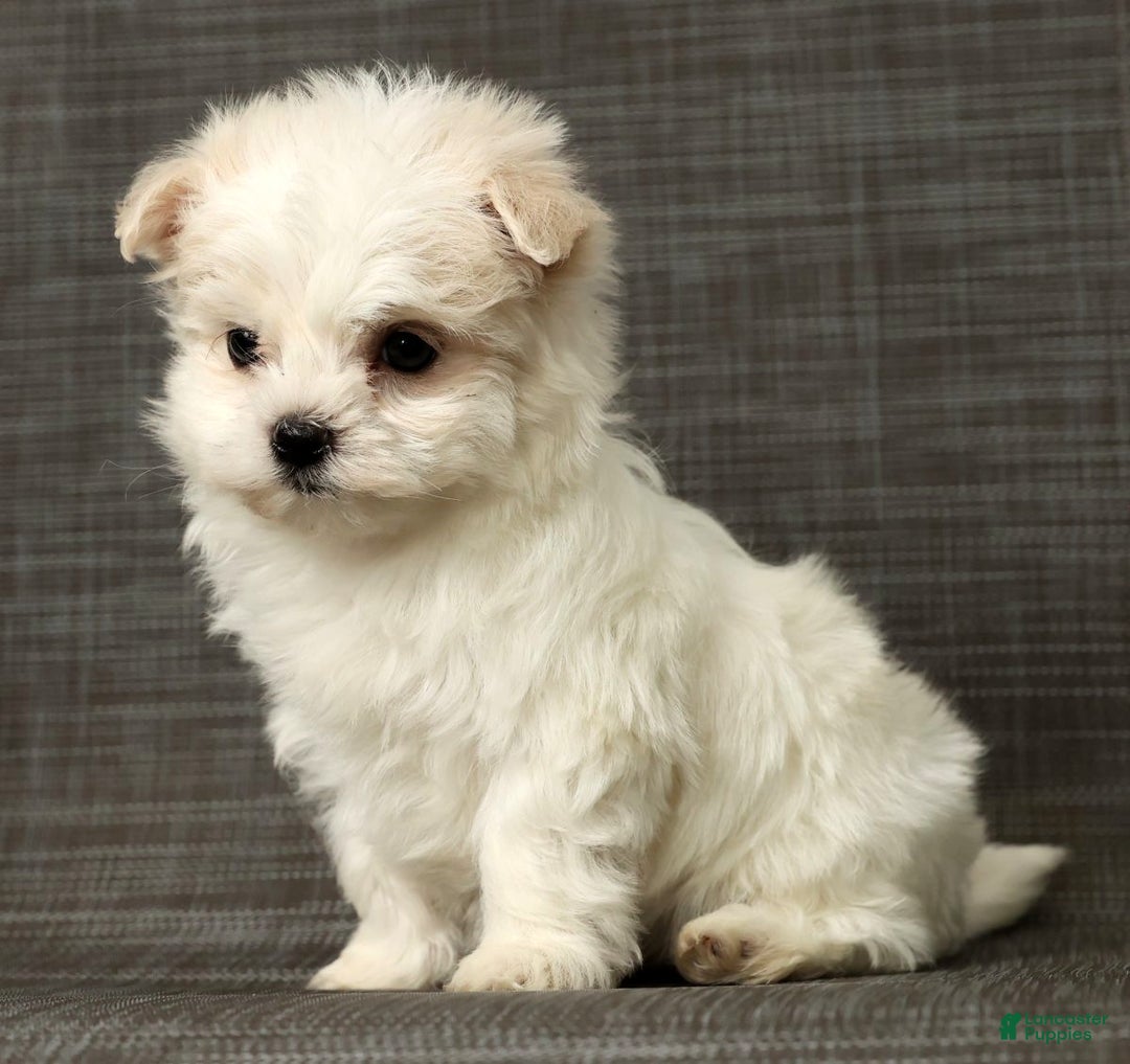 Maltese dogs for sale: Betsy - Ad 7