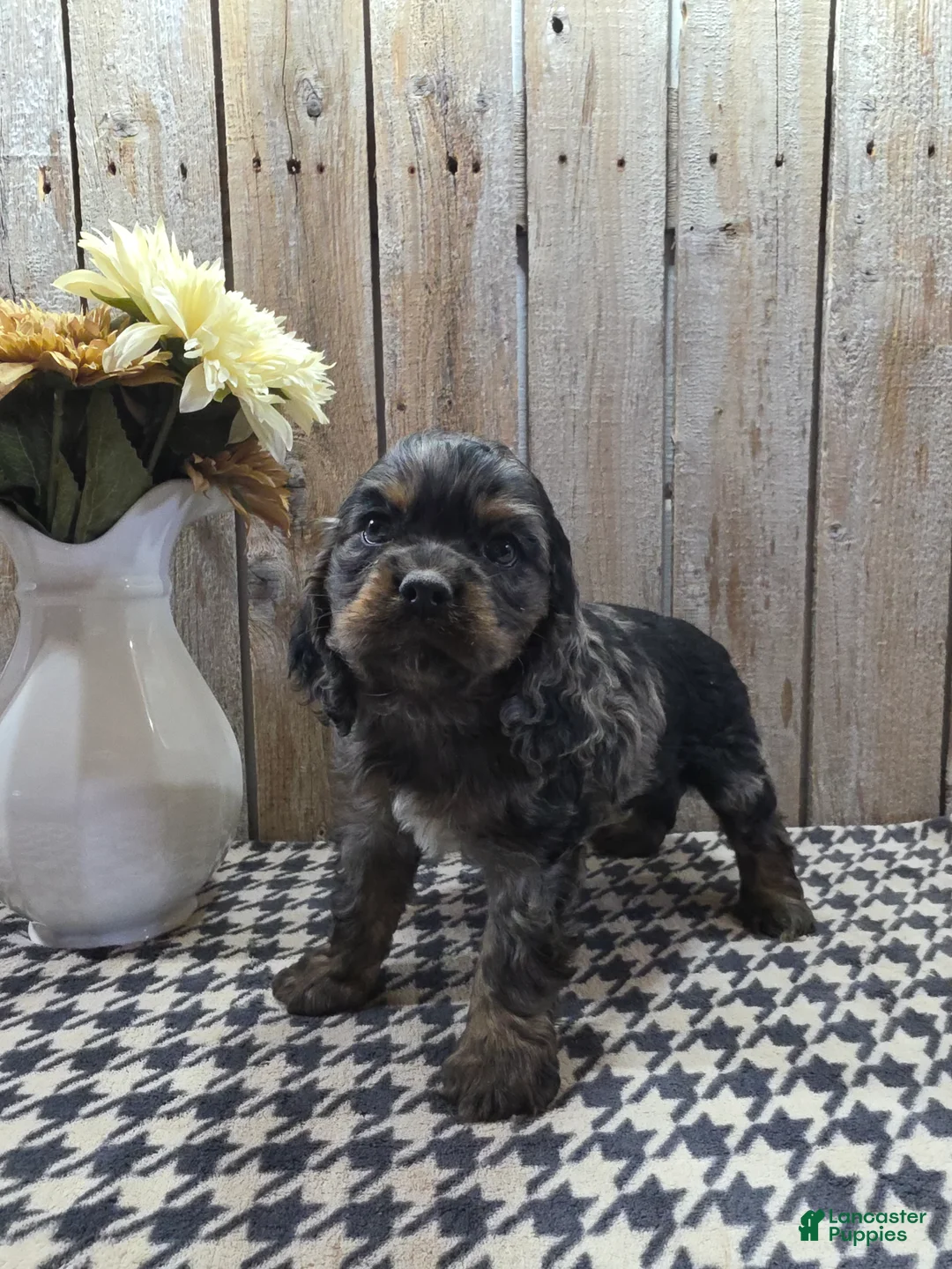 Cocker Spaniel dogs for sale: Mason - Ad 2