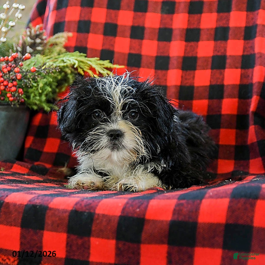 Shih Tzu dogs for sale: Amber - Ad 1