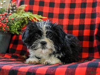 Shih Tzu dogs Amber - Ad 7