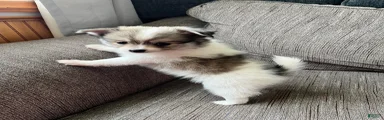 Pomeranian Puppy 1