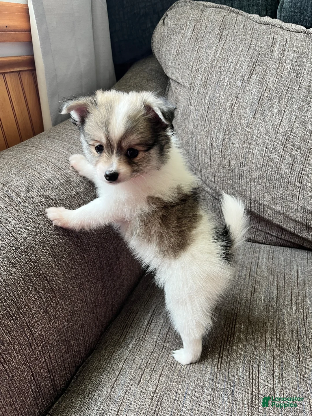 Pomeranian dogs for sale: Pomeranian Puppy 1 - Ad 1