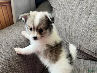 Pomeranian dogs Pomeranian Puppy 1 - Ad 23