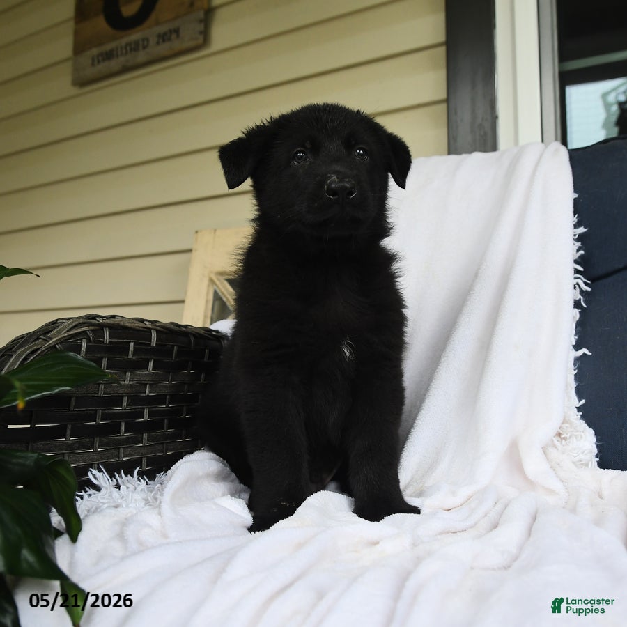 German Shepherd dogs Wilhelm  - Ad 1