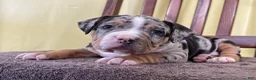 American Bully dogs for sale: Emmy - Ad 3