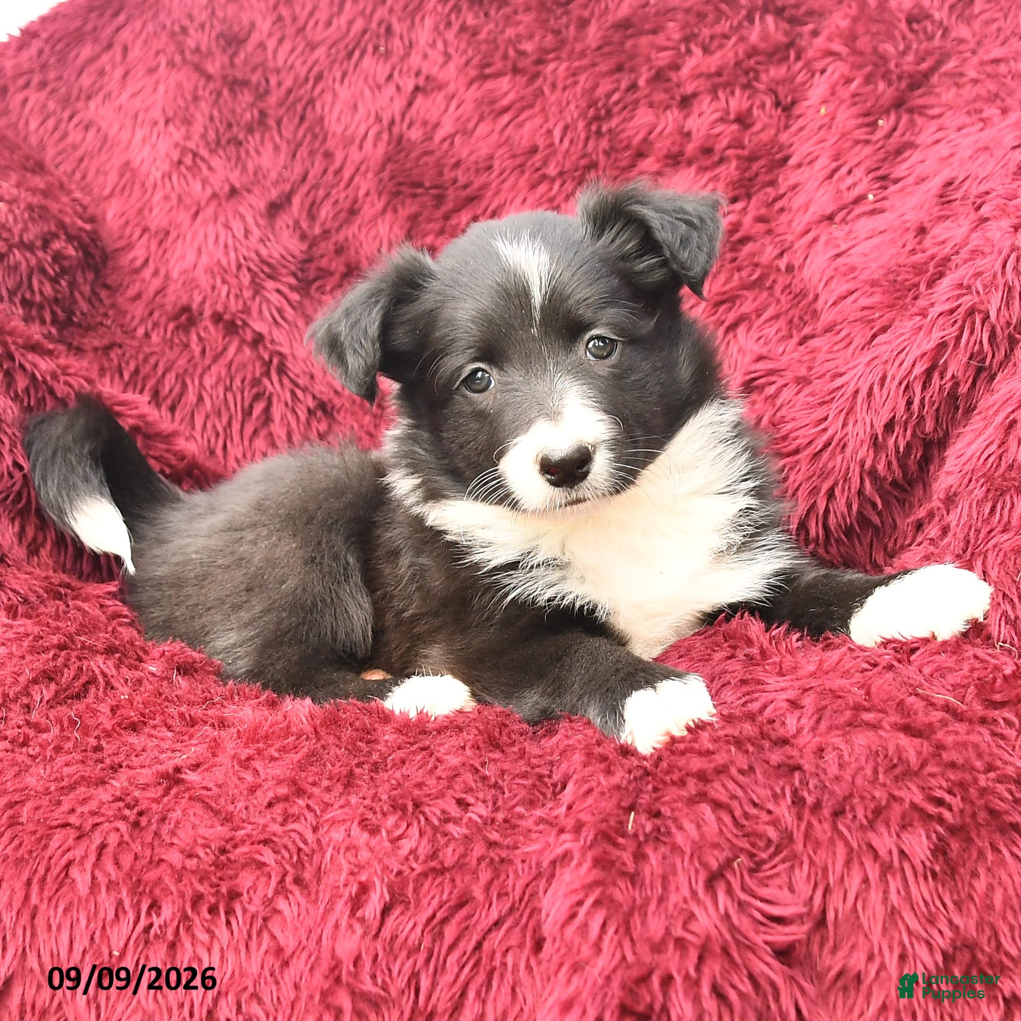 Border Collie dogs Nadia - Ad 2
