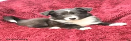 Border Collie dogs for sale: Nadia - Ad 2
