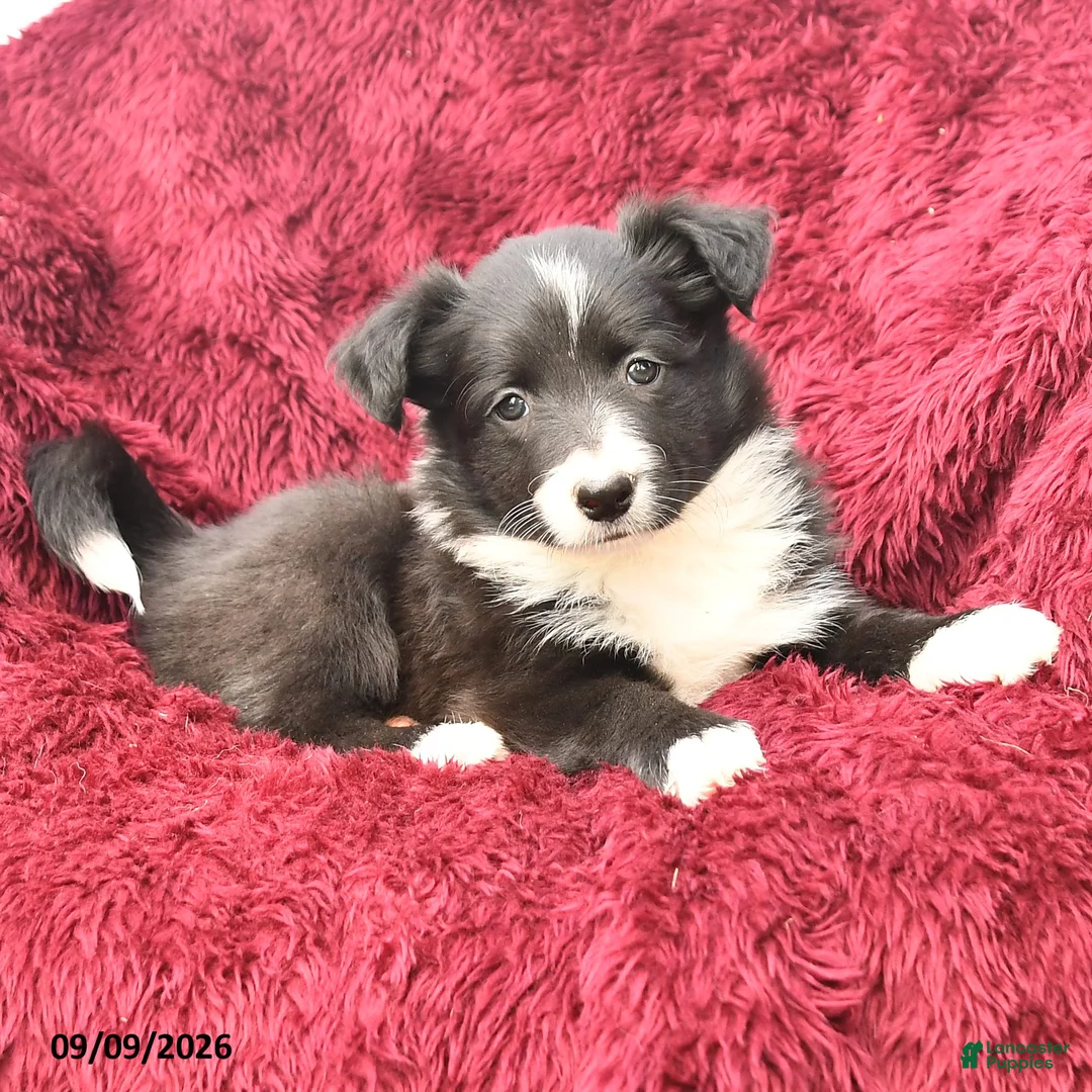 Border Collie dogs for sale: Nadia - Ad 2