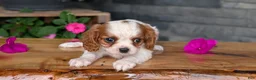 Cavalier King Charles Spaniel dogs for sale: Ruby - Ad 9
