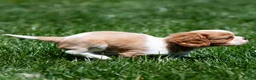Cavalier King Charles Spaniel dogs for sale: Allen Cavalier King Charles Spaniel Puppy  - Ad 14