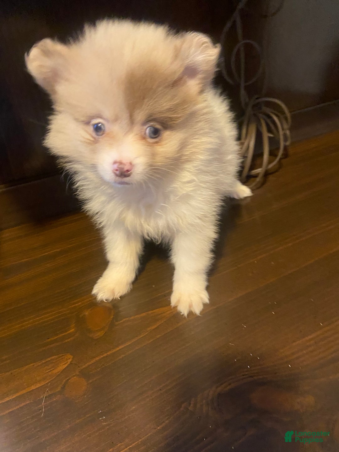 Pomeranian dogs for sale: Pomeranian Puppy 1 - Ad 8