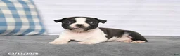 Boston Terrier dogs for sale: Rascal - Ad 3