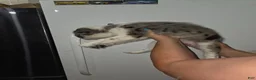 Mixed Breed dogs for sale: Kevin - Ad 3
