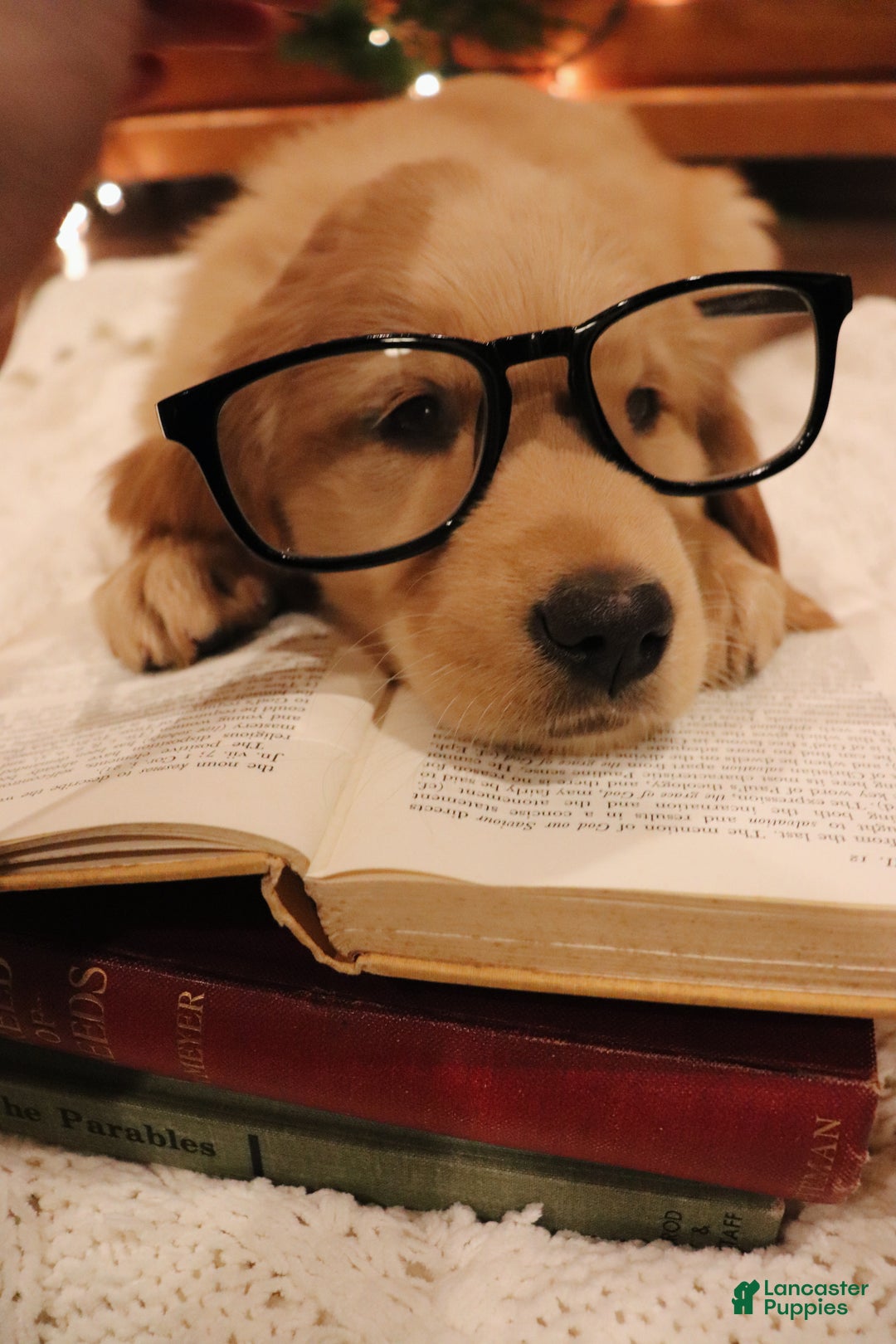 Golden Retriever dogs for sale: Molly  - Ad 1