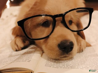 Golden Retriever dogs Molly - Ad 38