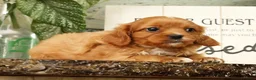 Cavapoo dogs for sale: Bentley - Ad 4