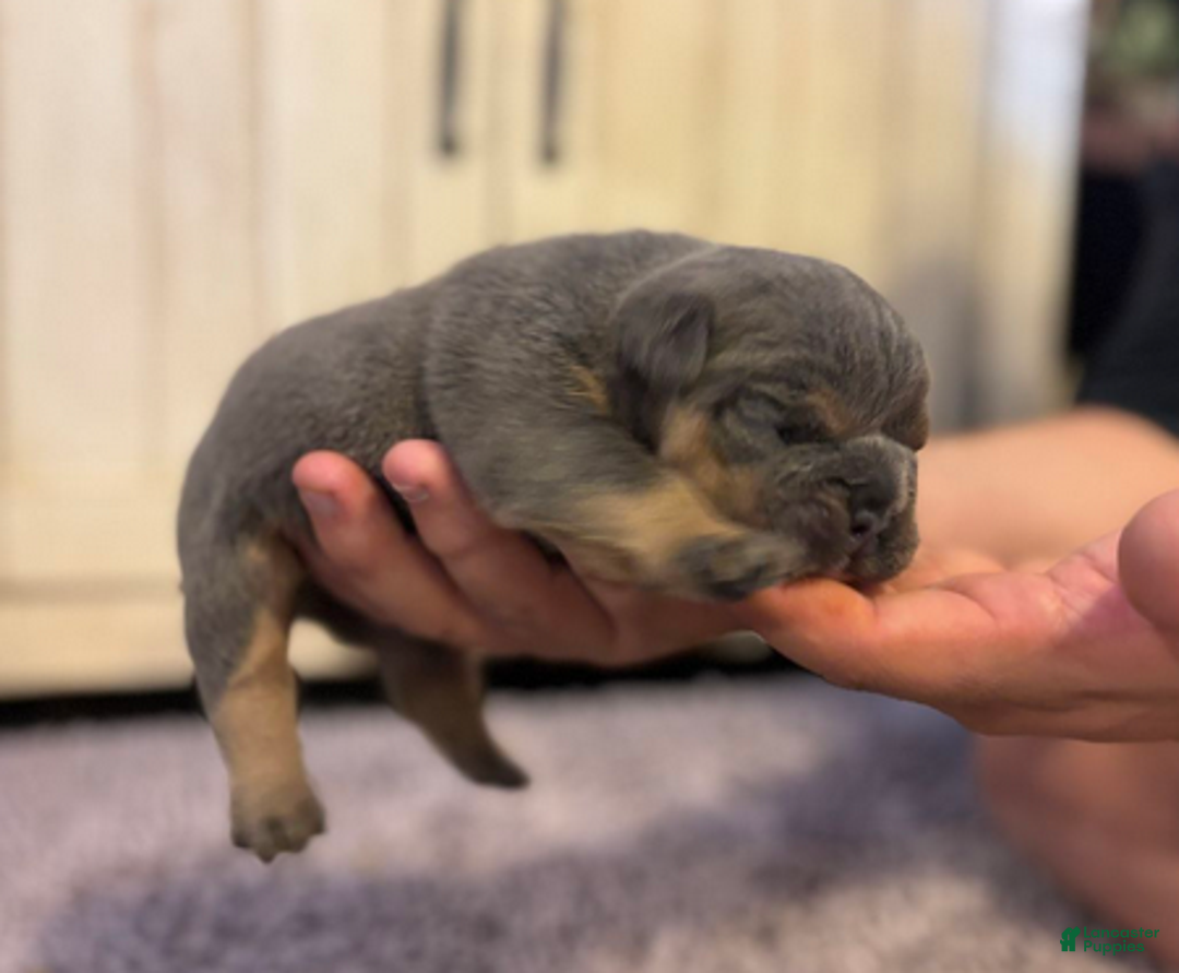 English Bulldog dogs for sale: Sam - Ad 3