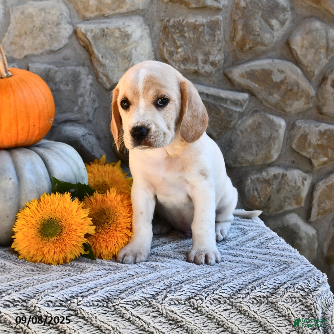 Mixed Breed dogs for sale: Atticus - Ad 5