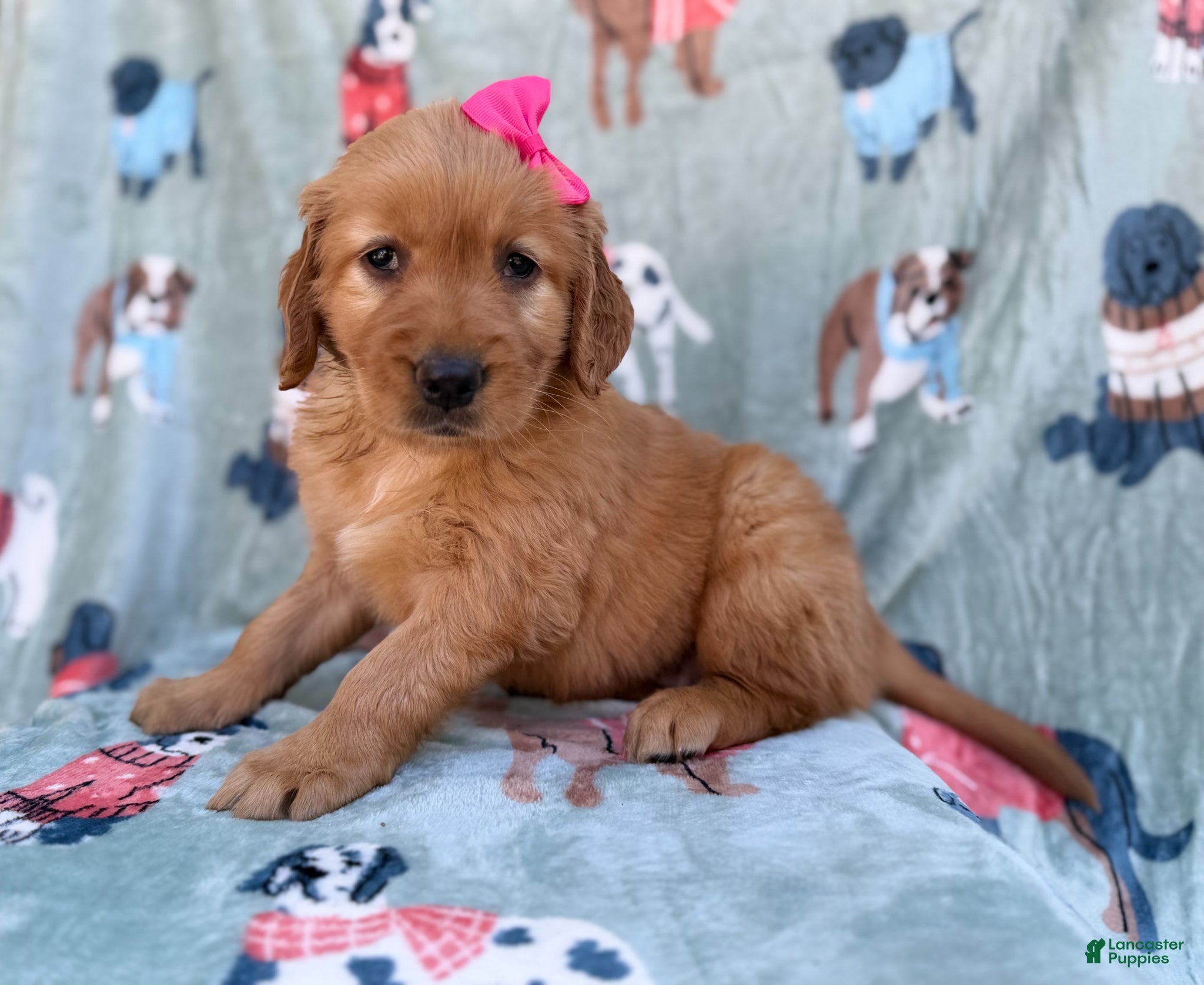 Golden Retriever dogs Marley - Ad 3