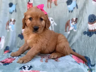 Golden Retriever dogs Marley - Ad 3