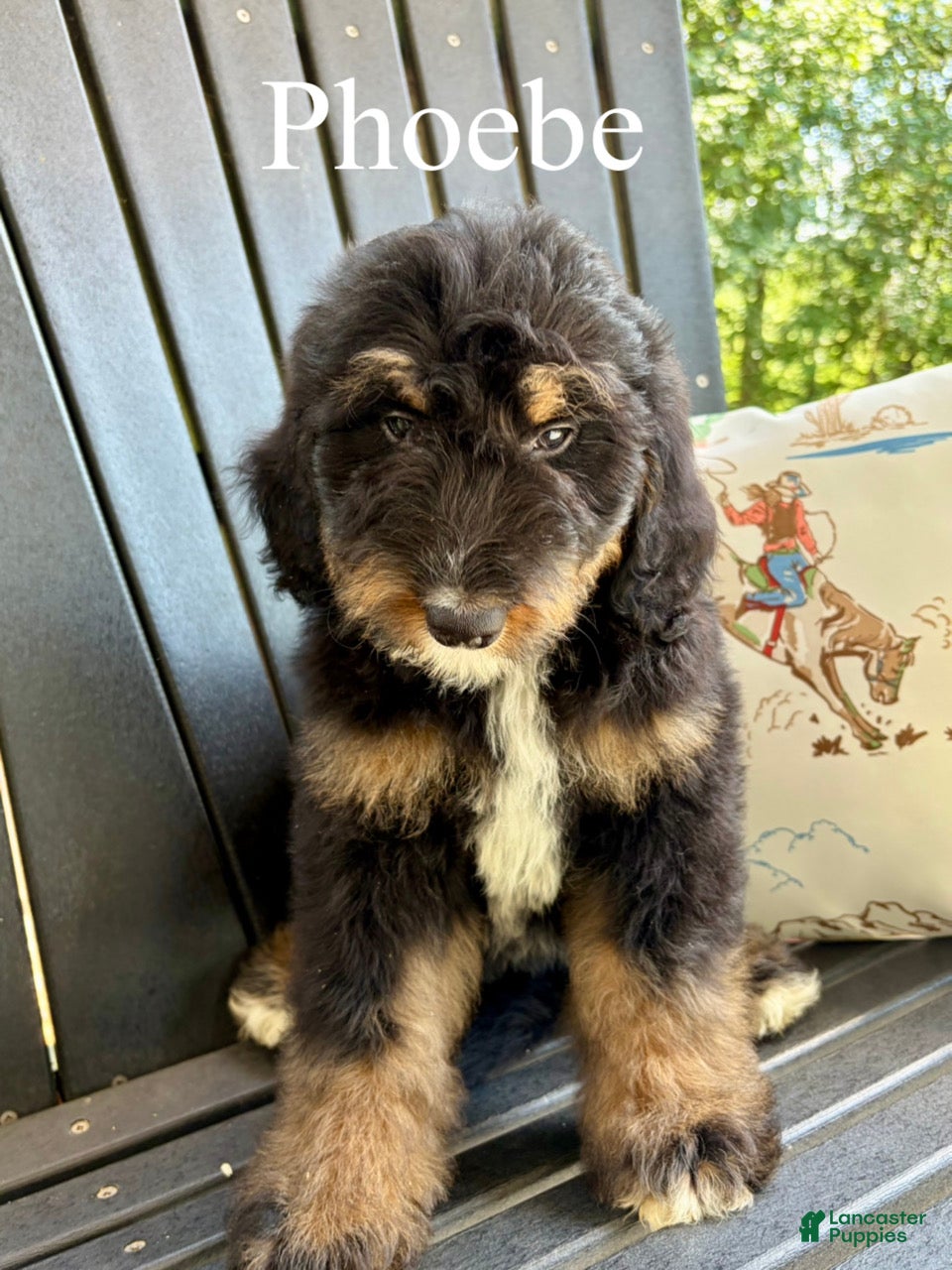 Bernedoodle dogs Phoebe - Ad 2
