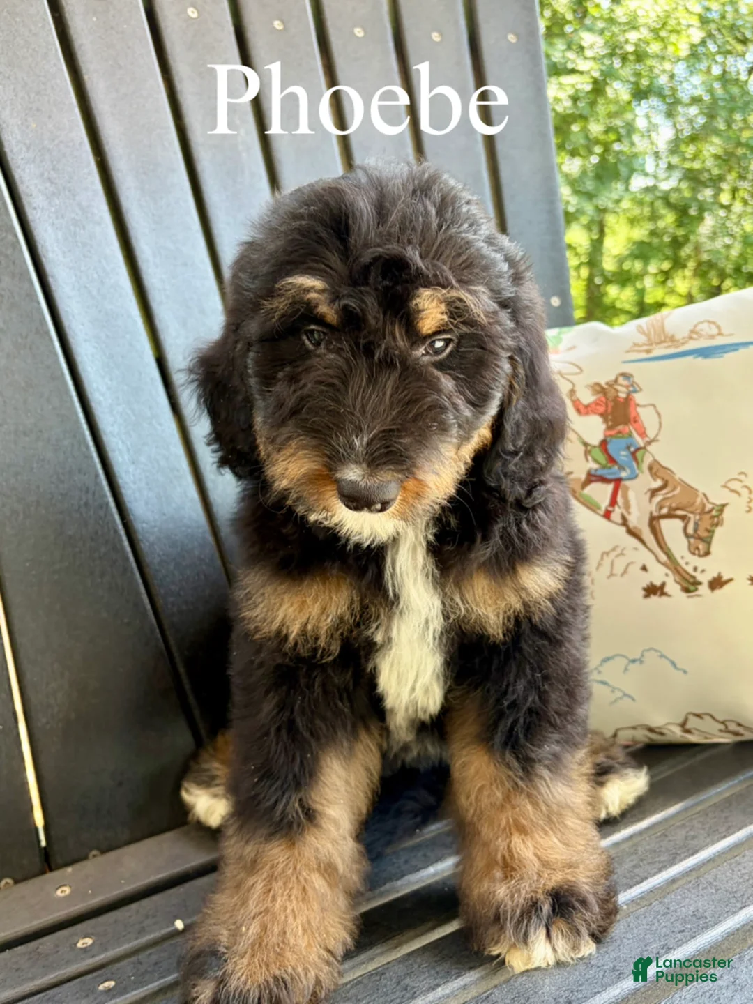 Bernedoodle dogs for sale: Phoebe - Ad 2