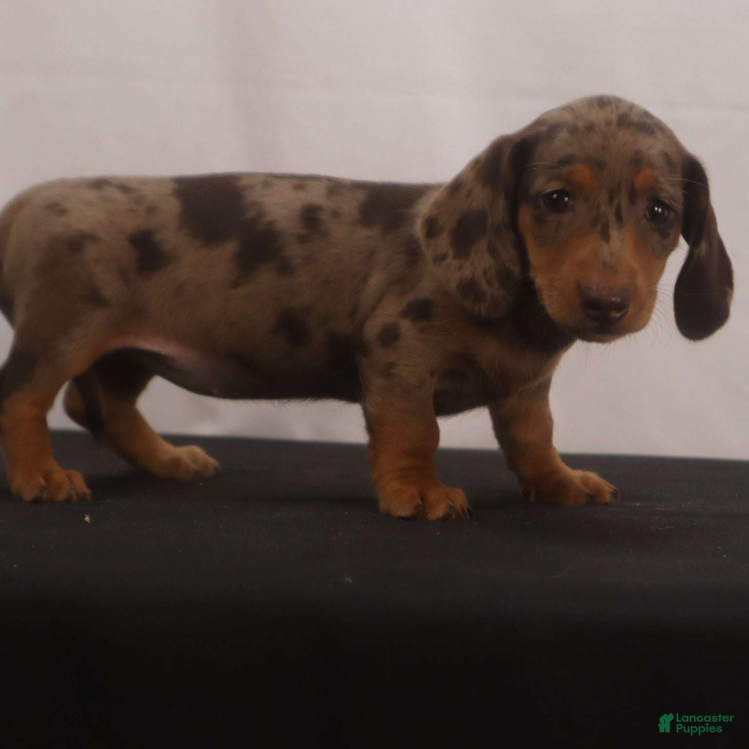 Dachshund dogs Missy - Ad 2