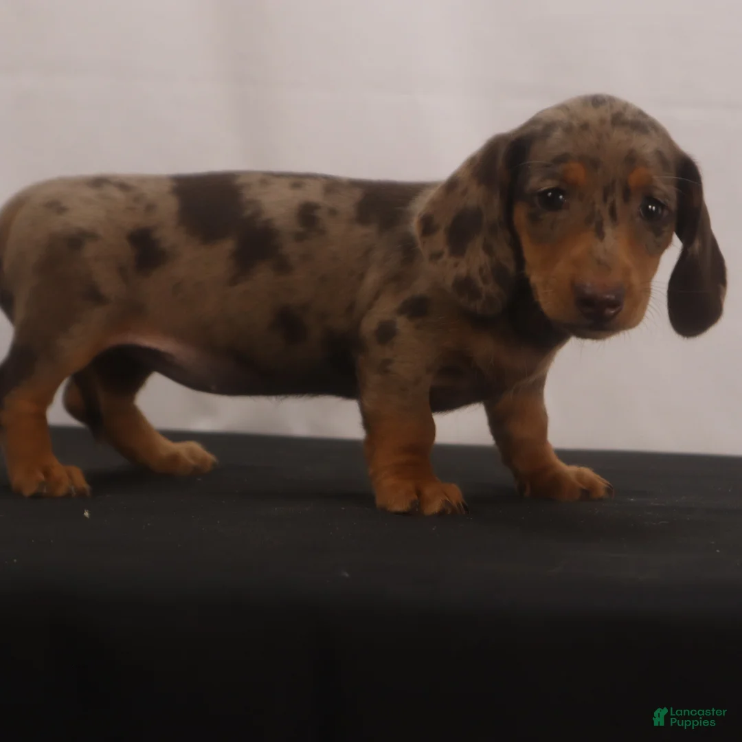 Dachshund dogs for sale: Missy - Ad 2