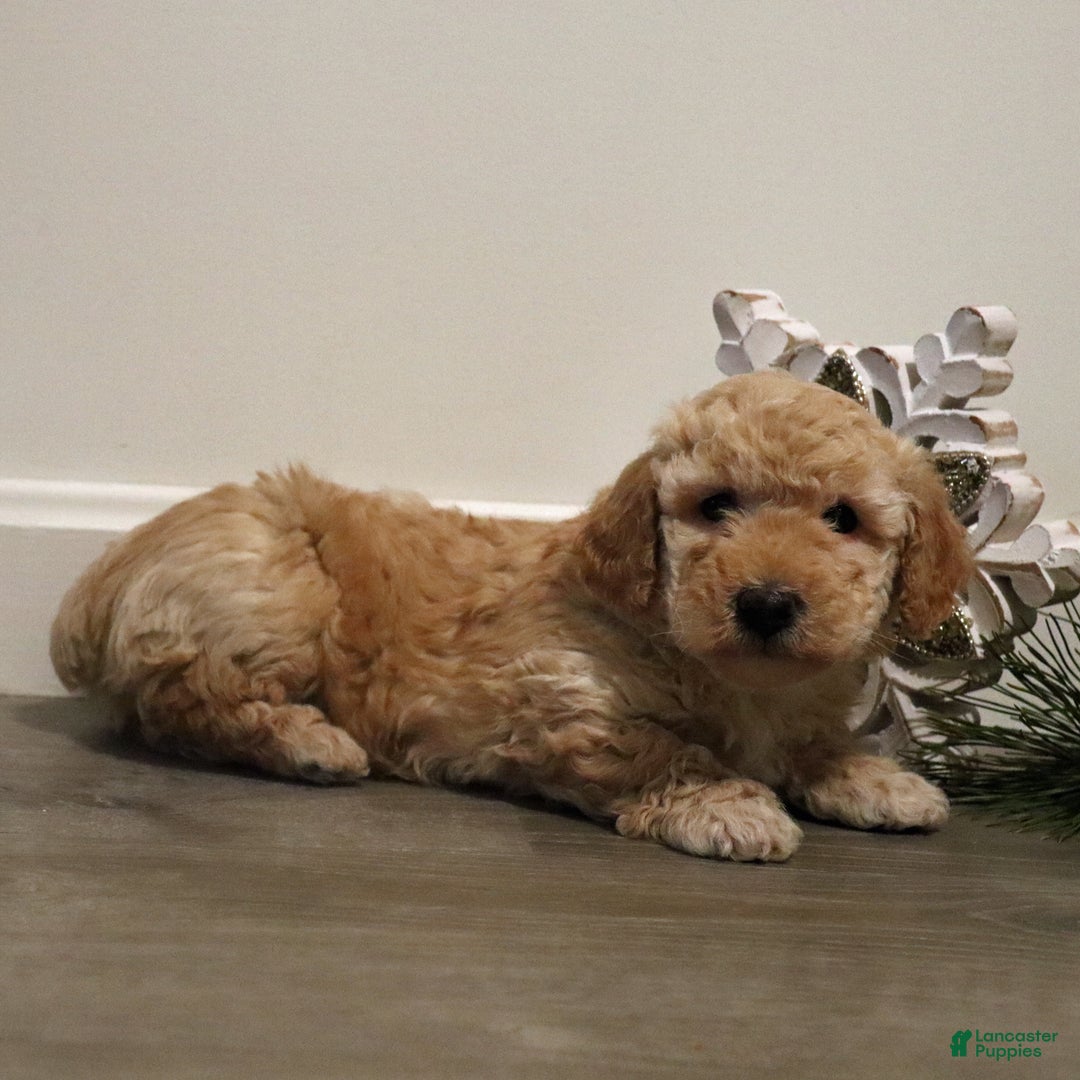 Miniature Poodle dogs for sale: Buddy - Ad 5