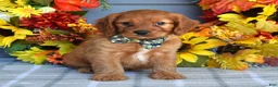 Cavapoo dogs for sale: Hank - Ad 2