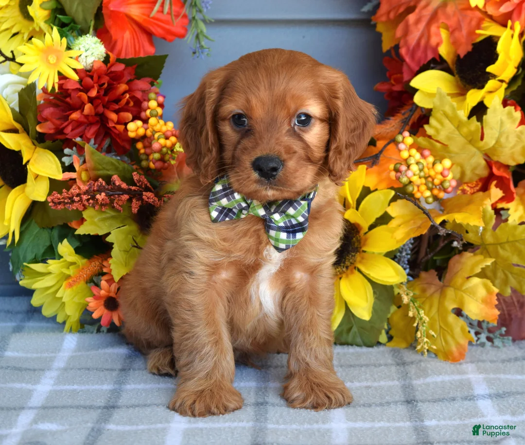 Cavapoo dogs for sale: Hank - Ad 2