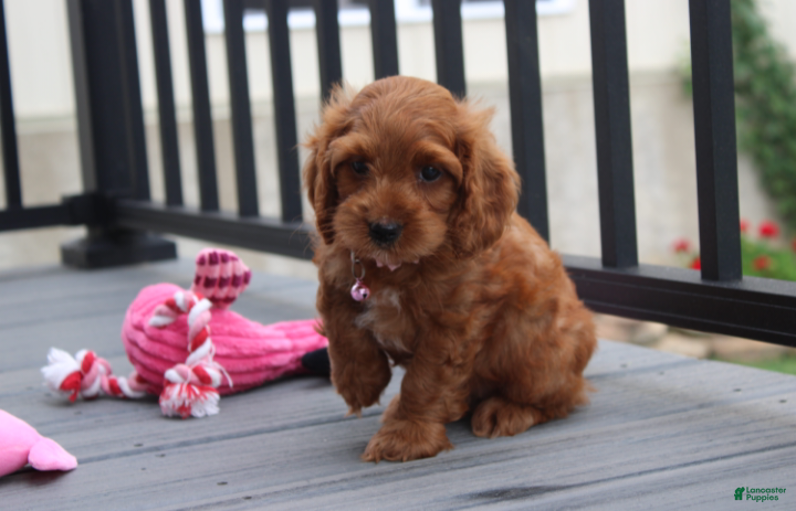 Cockapoo dogs Lily - Ad 2