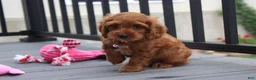 Cockapoo dogs for sale: Lily - Ad 2