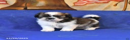 Shih Tzu dogs for sale: Mack  - Ad 2