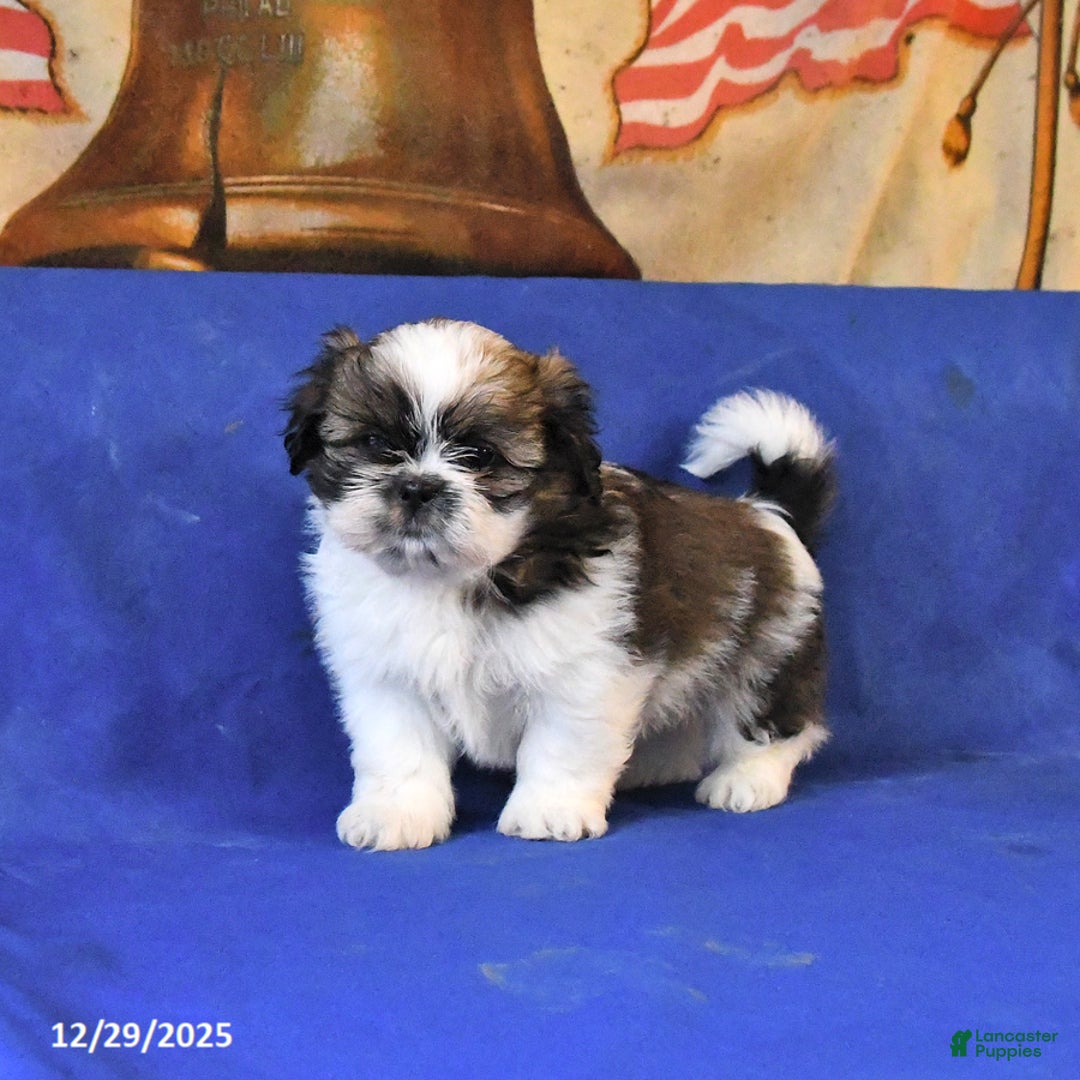 Shih Tzu dogs for sale: Mack  - Ad 2