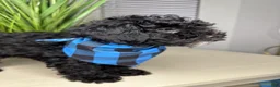 Shihpoo dogs for sale: Shihpoo 1 - Ad 11