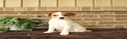 Jack Russell Terrier dogs for sale: Ritta - Ad 1