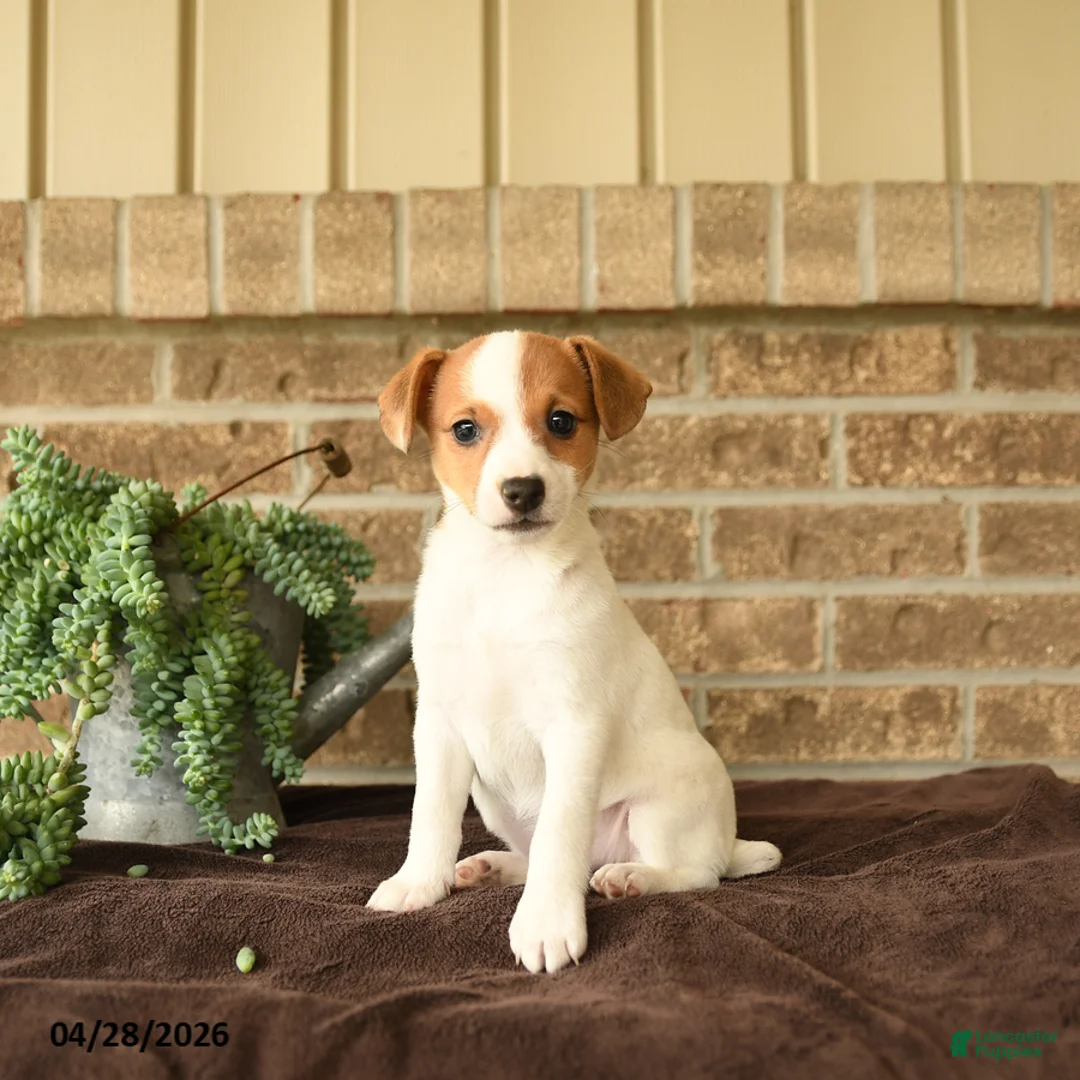 Jack Russell Terrier dogs for sale: Ritta - Ad 1