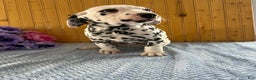 Dalmatian dogs for sale: Tara - Ad 15