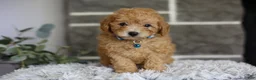 Toy Poodle dogs for sale: Chico - Ad 10
