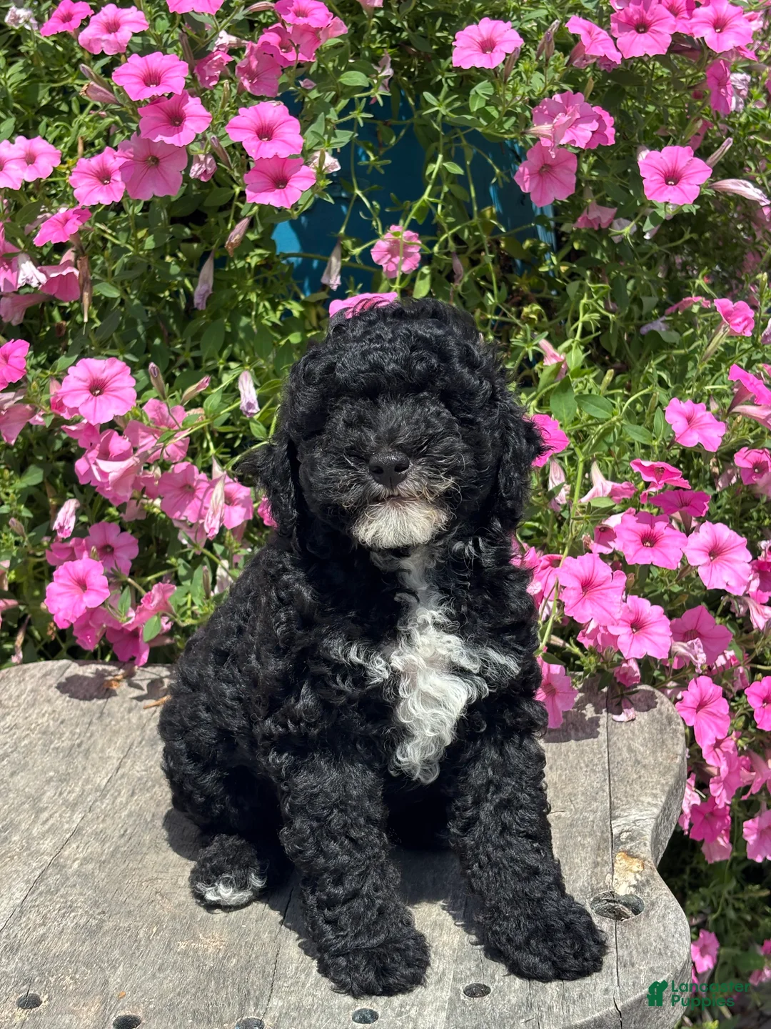 Miniature Poodle dogs for sale: Ethan - Ad 3