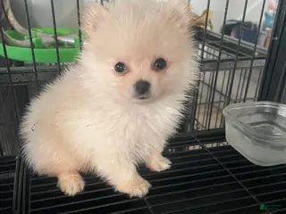 Pomeranian dogs Puppy 1 - Ad 2